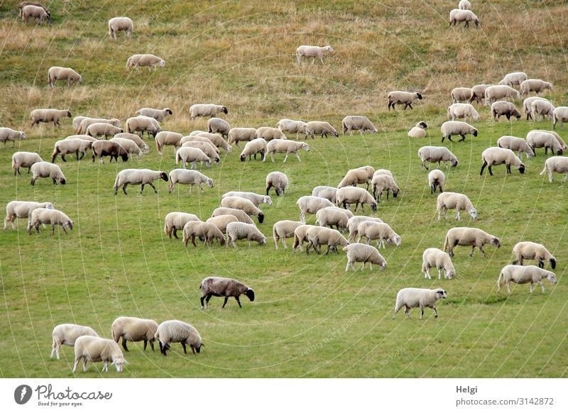 Schafherde auf Futtersuche auf einer großen Wiese Umwelt Natur Landschaft Pflanze Tier Gras Nutztier Fressen stehen ästhetisch authentisch Zusammensein