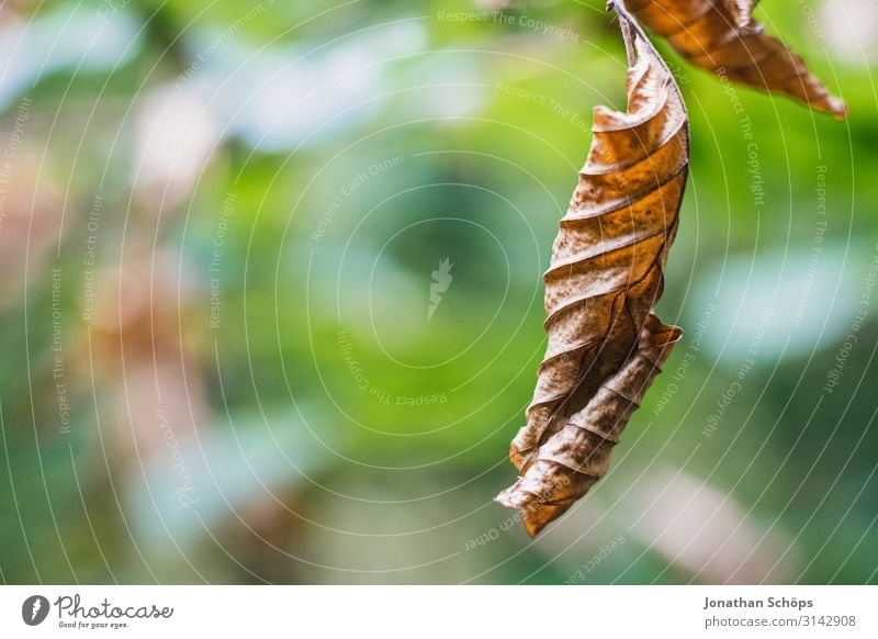 vertrocknetes Laubblatt im Herbst Natur ästhetisch Traurigkeit Trauer Müdigkeit Unlust Einsamkeit Erschöpfung Jahreszeiten Herbstlaub Blatt trocken Dürre braun