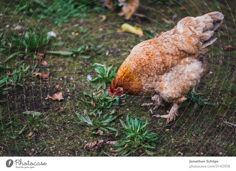 Huhn pickt nach Futter auf dem Boden Außenaufnahme Jahreszeit Outdoor herbst natur Tier Tierschutz Geflügel freilebend Freilandhaltung Tierporträt Farbfoto