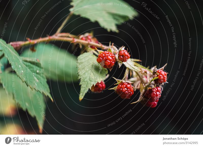 Nahaufnahme Brombeeren am Busch Außenaufnahme Jahreszeit Outdoor herbst natur Brombeerbusch Beeren wildbeere Wildpflanze Natur Farbfoto Frucht Pflanze lecker