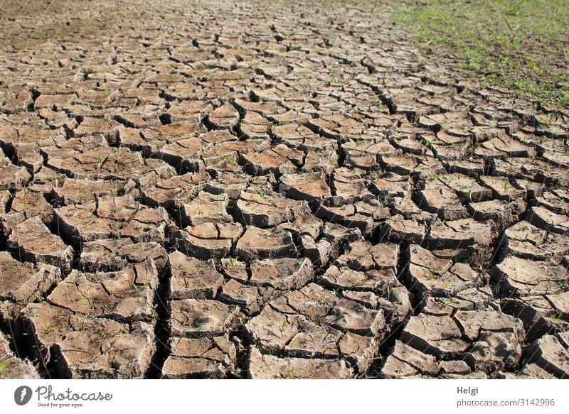 von der Hitze ausgetrockneter Erdboden mit Rissen und Krustenbildung auf einem Acker Umwelt Natur Landschaft Pflanze Erde Sommer Klima Klimawandel Gras Feld