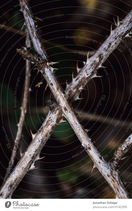 Dornen Äste in der Form eines Kreuzes Außenaufnahme Jahreszeit Outdoor herbst natur Dornenbusch dornig stachelig Stacheln stechen Pflanze Natur Nahaufnahme