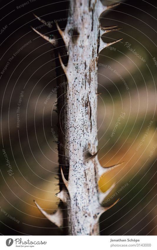 Dornen Ast einer Pflanze Außenaufnahme Jahreszeit Outdoor herbst natur Dornenbusch dornig stachelig Stacheln stechen Natur Nahaufnahme Abwehr abwehrend