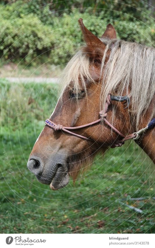 Horse with no name braun beige leine wiese gras sträucher portrait tierportrait maul haare fell zotteln neugierig gelangweilt warten träumen dösen Außenaufnahme