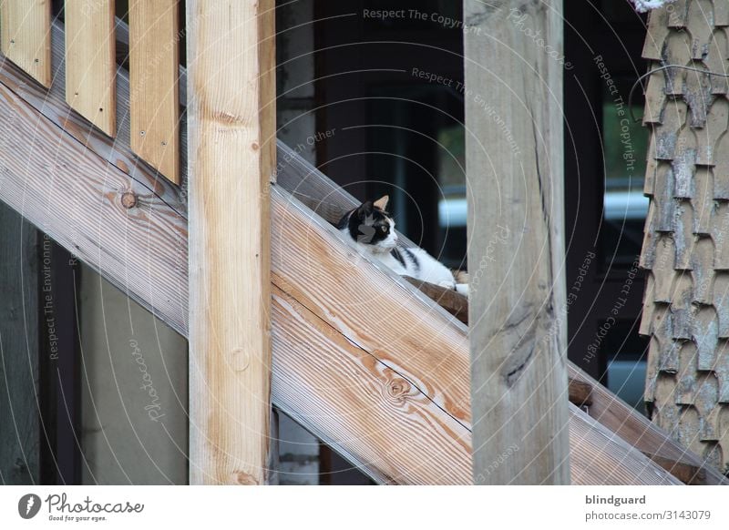 Montag ... da bleib ich noch etwas liegen Häusliches Leben Wohnung Haus Garten Mauer Wand Treppe Fassade Tier Haustier Katze 1 Holz Glas beobachten Coolness