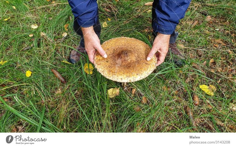 Parasol Pilz essbar Wald Schirm Regenschirm Herbst Natur Jahreszeiten Vegetarische Ernährung Mütze grün natürlich Pflanze roh Steinpilze wild braun Hand Mann