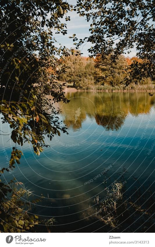 Herbstidyll Umwelt Natur Landschaft Himmel Sonne Schönes Wetter Baum Sträucher Seeufer frisch nachhaltig natürlich blau braun grün Einsamkeit Erholung Idylle