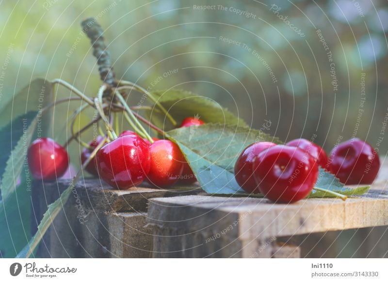 Kirschen schmecken immer Lebensmittel Frucht Ernährung Bioprodukte Vegetarische Ernährung Fingerfood Natur Sommer Nutzpflanze Garten blau braun gelb grün rot