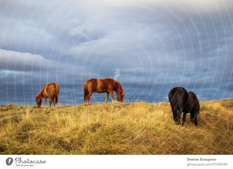 Horses in Iceland on a meadow Sommer wandern Natur Pferd Blick Island horse wild rural brown grass field wildlife cloud green mammal north animal icelandic