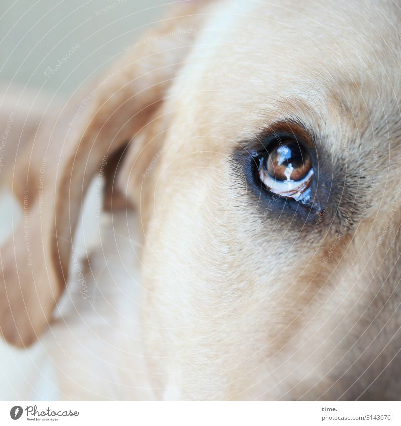 Flugbegleiter Tier Haustier Hund Tiergesicht Ohr Auge Blick 1 beobachten warten Willensstärke Tierliebe Wachsamkeit geduldig Leben Ausdauer Neugier Interesse