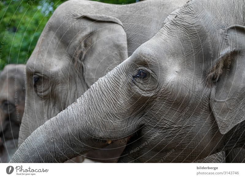 Elefantenköpfe Familie & Verwandtschaft Zoo Tier grau Farblos Pflanzenfresser Säugetier Ungesättigt Tierpark Hagenbeck Hamburg Auge Ohr Rüssel Farbfoto