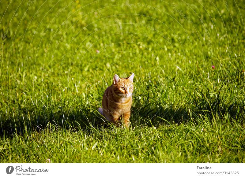 Schattenplatz ;-) Umwelt Natur Landschaft Pflanze Tier Schönes Wetter Gras Garten Park Wiese Haustier Katze Tiergesicht Fell 1 frei hell natürlich braun grün