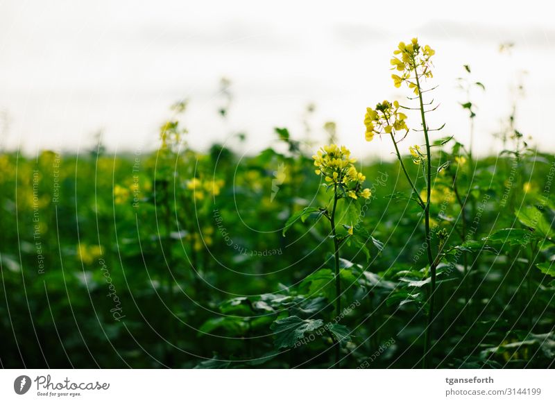 Raps im Licht Landwirtschaft Forstwirtschaft Umwelt Natur Landschaft Pflanze Herbst Blume Blatt Blüte Nutzpflanze Rapsfeld Rapsblüte Rapsanbau Feld Blühend Duft