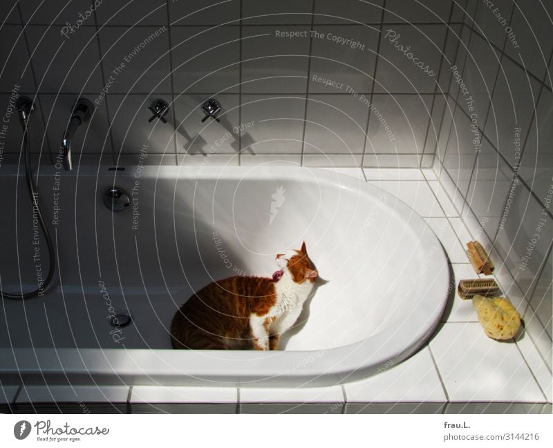 Badetag Tier Haustier Katze 1 ästhetisch schön einzigartig klein Geborgenheit ruhig Zufriedenheit Putzen Fellpflege Badewanne Hauskatze Reinlichkeit Sauberkeit