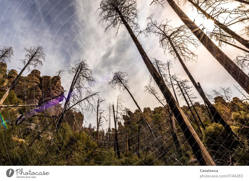 Abgestorben | Nadelhölzer. Vertrocknete Nadelbäume strecken sich gen Himmel in der felsigen Landschaft Natur Pflanzen Bäume Kiefer Felsen Steine Felsformationen