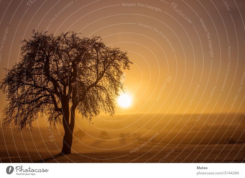 Sonnenaufgang Hintergrundbild kalt Landschaft Morgendämmerung Feld Frost gefroren Horizont horizontal Eis Licht Natur Außenaufnahme Szene Jahreszeiten Himmel