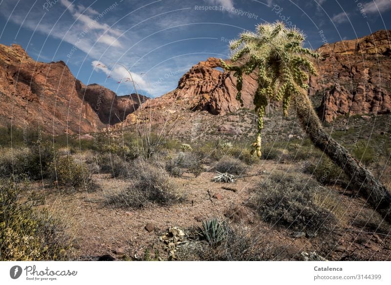 Felsige Wüstenlandschaft mit Sträuchern, Büsche, im Vordergrund eine Cholla Kaktee Natur Landschaft Felsen Sand Steine Felsformation Pflanze Dornen stachelig