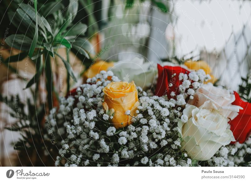 Blumenstrauß aus Rosen Rosenstrauß farbenfroh Farbe Dekoration & Verzierung Frühling Blüte Schönheit Roséwein geblümt schön rosa Blütenblatt Geschenk Blütezeit