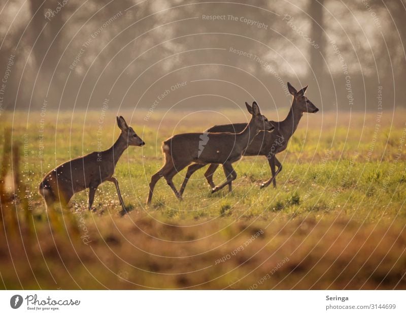 Rehe aus dem Graben kommend Umwelt Natur Landschaft Pflanze Tier Herbst Park Wiese Feld Wald Wildtier Tiergesicht Fell Pfote Fährte 3 Tiergruppe laufen Farbfoto