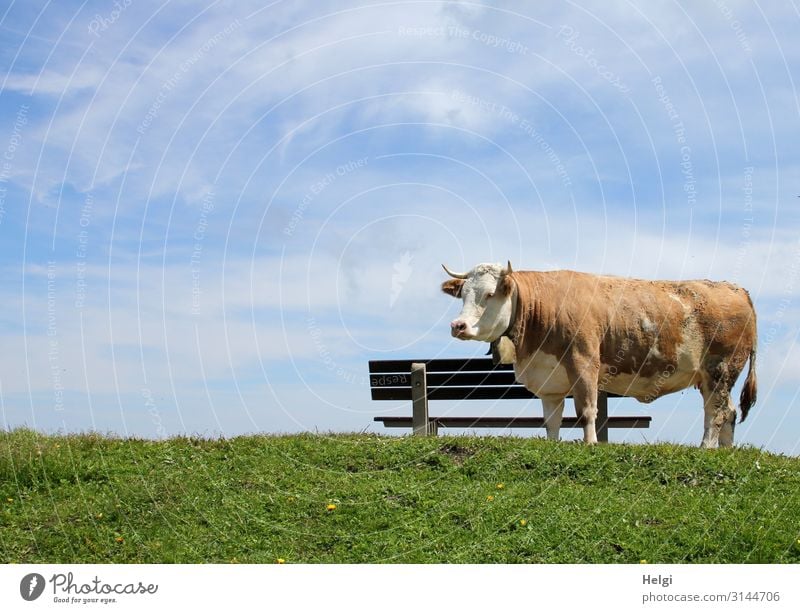 Rind auf der Alm steht bei schönem Wetter auf einer Wiese vor einer Holzbank Umwelt Natur Pflanze Tier Himmel Frühling Schönes Wetter Gras Berge u. Gebirge