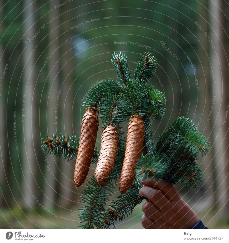 Hand hält einen Tannenzweig mit drei Tannenzapfen, Wald im Hintergrund Weihnachten & Advent Umwelt Natur Pflanze Baum Zweig festhalten hängen ästhetisch