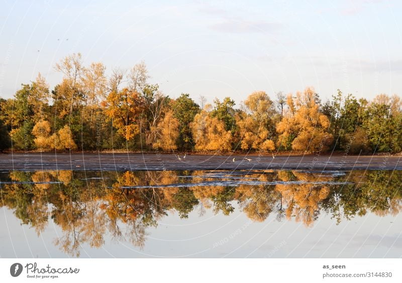 Herbst am See Sinnesorgane Erholung ruhig Meditation Ausflug Umwelt Natur Landschaft Pflanze Wasser Himmel Baum Herbstfärbung Herbstlaub Ahorn Laubbaum Park