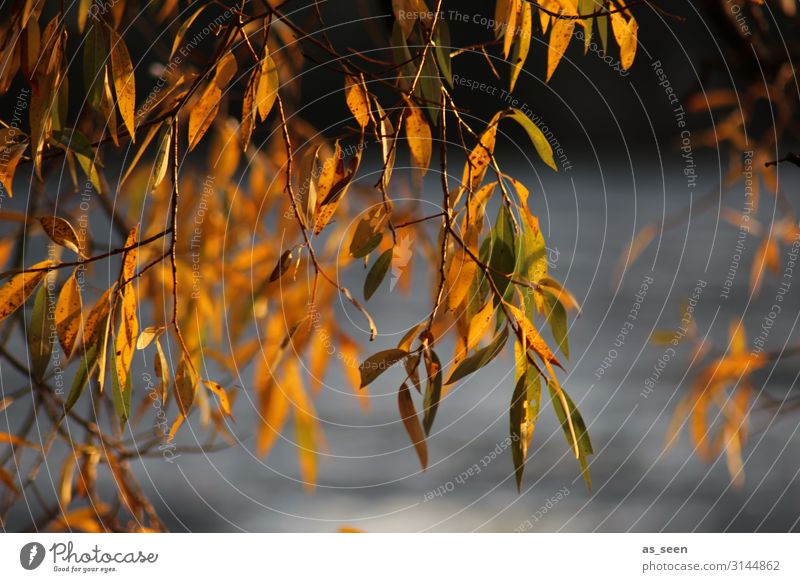 Herbst am See Wellness Umwelt Natur Pflanze Baum Blatt Trauerweide Garten Park Seeufer Flussufer Bewegung hängen leuchten dehydrieren natürlich Wärme gold grau