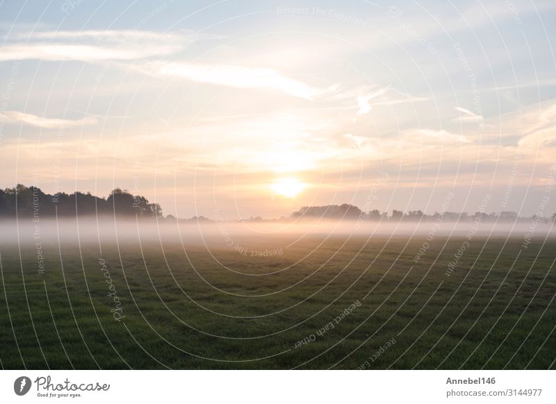 Nebellandschaft, Frühnebel auf der Wiese mit Bäumen. schön Sommer Sonne Tapete Natur Landschaft Himmel Herbst Wärme Baum Gras Wald natürlich gelb rosa rot Farbe