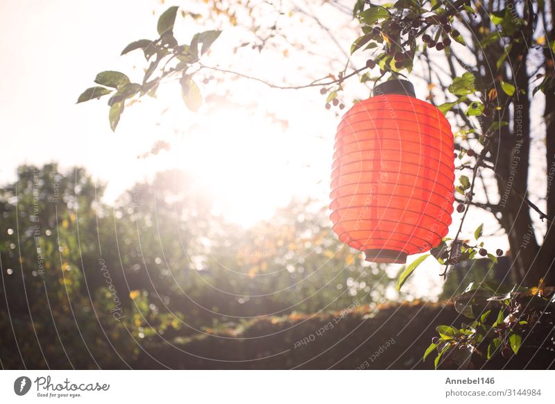 Schöne bunte Laternen, die bei Sonnenlicht an den Bäumen hängen. schön Ferien & Urlaub & Reisen Sommer Garten Dekoration & Verzierung Lampe Feste & Feiern Kunst