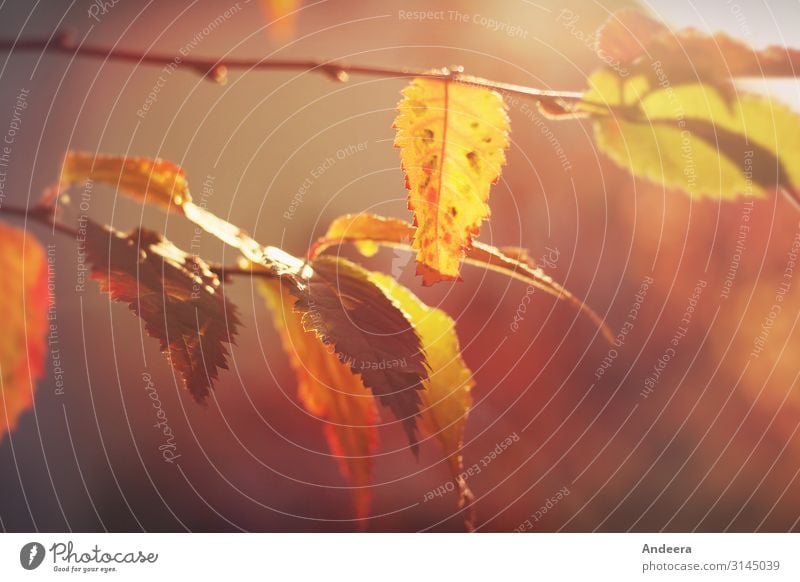 Bunte Blätter im Herbstlicht Natur Pflanze Wetter Schönes Wetter Baum Sträucher Blatt Zweig Garten Park Wald leuchten natürlich Wärme wild weich braun gelb