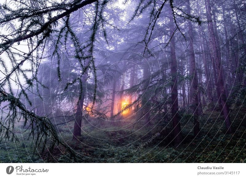 Nebliger Wald mit einem Licht in der Ferne, Zermatt, Schweiz Ferien & Urlaub & Reisen Tourismus Ausflug Berge u. Gebirge wandern Natur Landschaft Pflanze Nebel