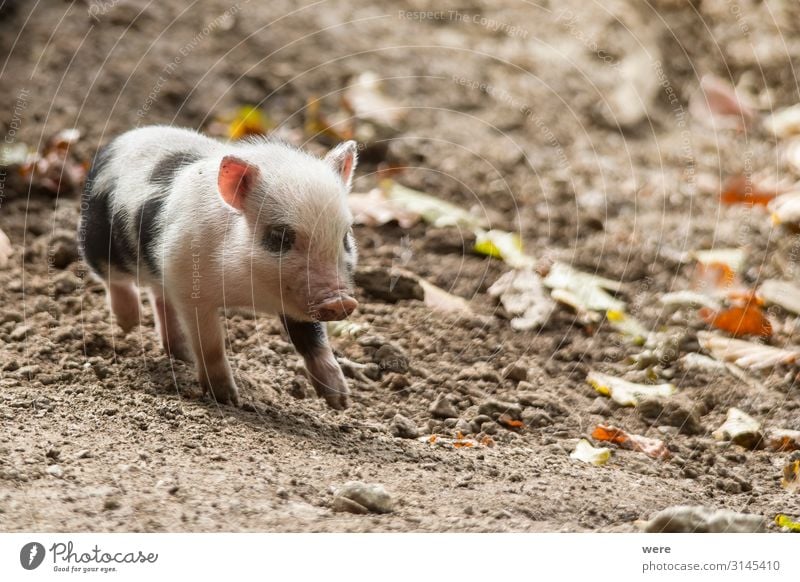 Hanging bellied pig babies play in the mud Fleisch Wurstwaren Ernährung Natur Tier Haustier Nutztier Schwein Hängebauchschwein 1 Tierjunges Bewegung laufen