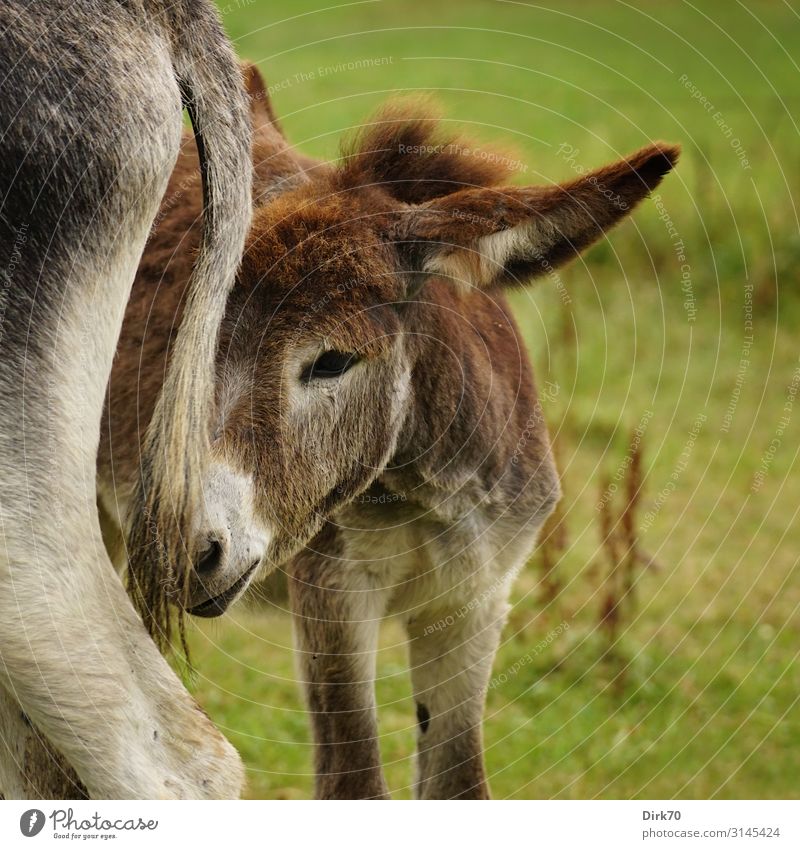 Eselfohlen ... Umwelt Natur Sommer Gras Wiese Weide Pechon Kantabrien Spanien Nordspanien Tier Nutztier Eselstute 2 Tierjunges Tierfamilie Blick stehen klein