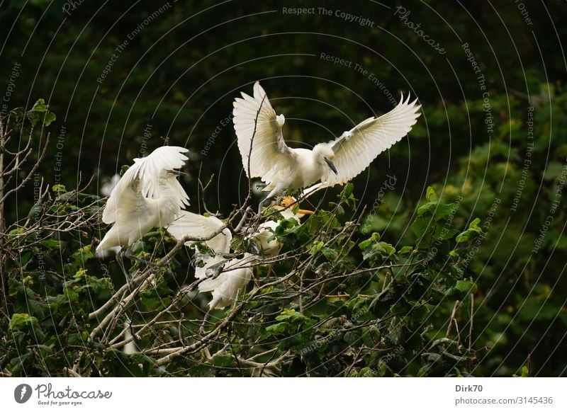 Und Abflug! ... in der Seidenreiher-Brutkolonie. Umwelt Natur Sommer Pflanze Baum Park Wald Santillana del Mar Spanien Kantabrien Tier Wildtier Vogel Flügel