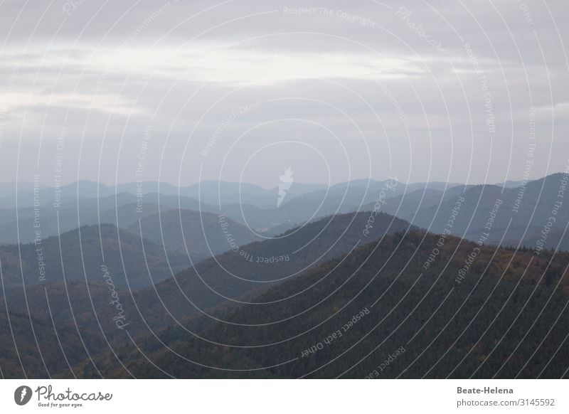 Ein neuer Tag erwacht: Berggipfel im Morgennebel Gebirge Bergspitze Nebel verhangen Morgendämmerung Berge u. Gebirge Außenaufnahme Wald Menschenleer Landschaft