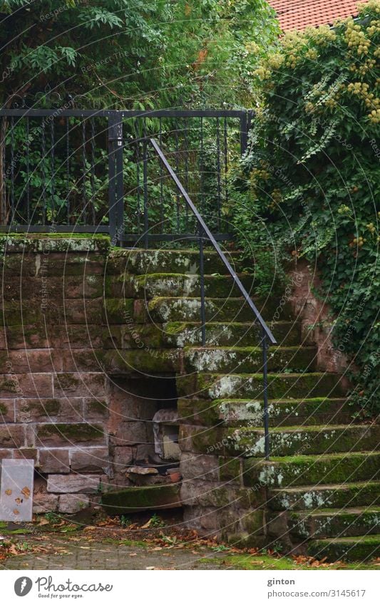 Moosbewachsene Treppe Pflanze Burg oder Schloss Architektur Mauer Wand Stein alt historisch Nostalgie moosbewachsene Treppe Gemäuer Burgtreppe schwere Steine