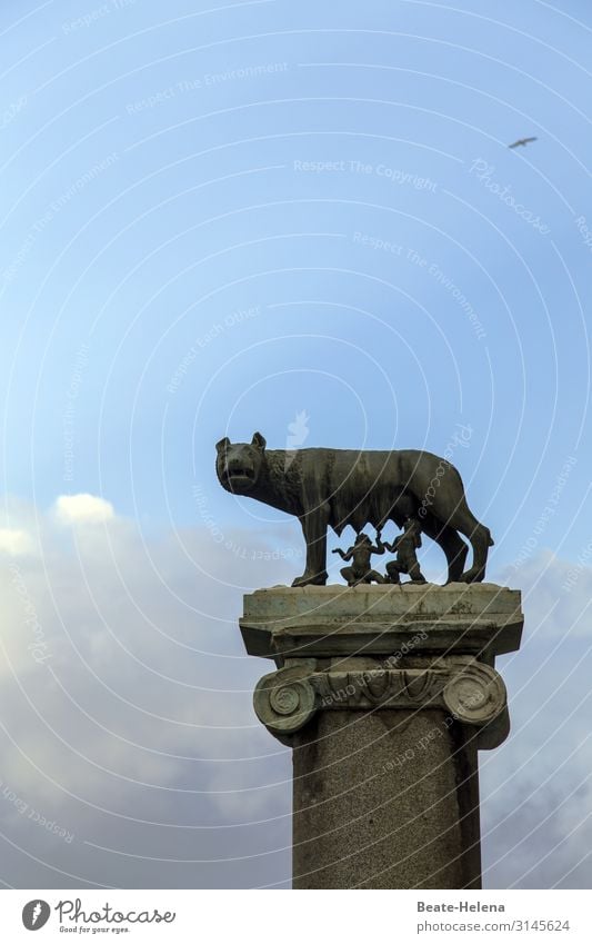 Wölfin säugt Romulus und Remus Himmel Wolken Hauptstadt Vogel Wolf Stein Zeichen Ornament römische Wölfin mit Romulus un Säule Sinnbild Mythologie füttern