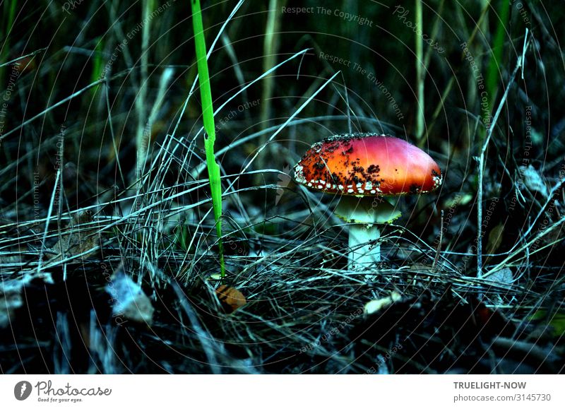 Fliegenpilz Natur Pflanze Urelemente Erde Herbst Gras Wildpflanze Pilz Wald ästhetisch Erotik fantastisch Fröhlichkeit frisch glänzend dünn schön stark blau