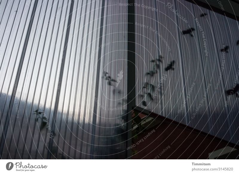 Überall ist Leben Himmel Pflanze Blatt Nürnberg Hochhaus Mauer Wand Sichtschutz Glaswand Metall Kunststoff Linie bedrohlich dunkel trashig grau grün schwarz