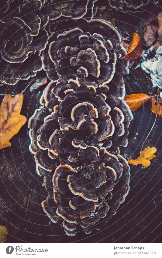 Pilz am Baum Abendsonne Achtsamkeit Außenaufnahme Besinnung Jahreszeit Laub Oktober Outdoor Ruhe Sonnenlicht Spaziergang Tag Vergänglichkeit blätter bunt farbig