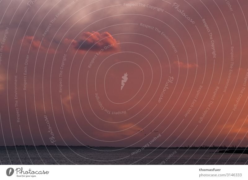 Abendrot am Meer mit Wolke Umwelt Natur Landschaft Erde Luft Wasser Himmel Wolken Horizont Sonnenaufgang Sonnenuntergang Sommer Schönes Wetter Wind Wellen Küste