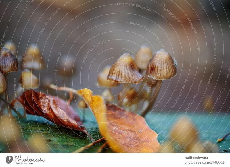 Pilze Ausflug wandern Umwelt Natur Pflanze Herbst Blatt Wildpflanze Wald Moor Sumpf Wachstum klein natürlich niedlich mehrfarbig Stimmung Zusammensein