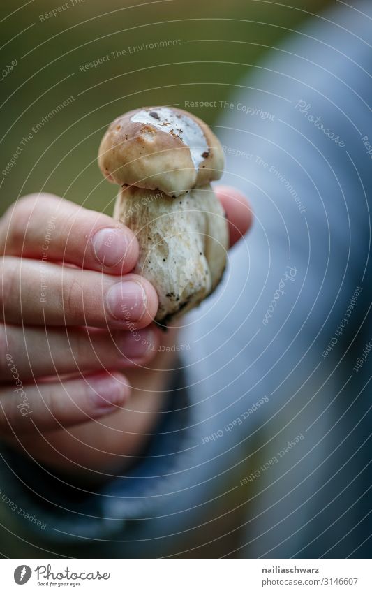 Steinpilz Pilz Steinpilze Bioprodukte Vegetarische Ernährung Fasten Lifestyle Freizeit & Hobby Ausflug wandern Mensch Junge Arme Hand Finger 8-13 Jahre Kind