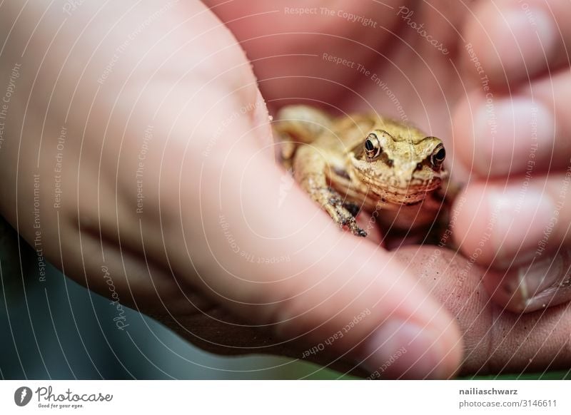 Grasfrosch in Hand wandern Kind Finger 8-13 Jahre Kindheit Umwelt Natur Tier Herbst Wald Wildtier Frosch Tiergesicht Tierjunges beobachten entdecken festhalten