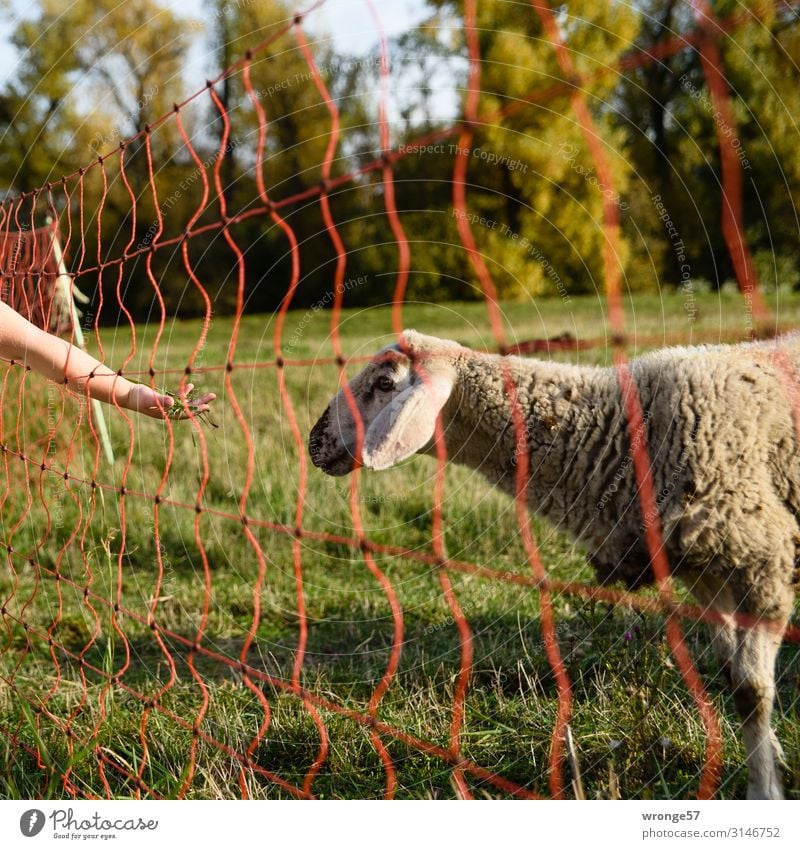 Nahrungsangebot Kind Mädchen Arme Hand 1 Mensch 3-8 Jahre Kindheit Natur Sommer Herbst Gras Wiese Tier Nutztier Schaf füttern braun gelb grün Tierliebe