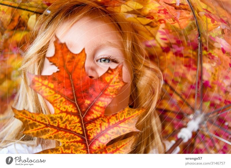 Mädchen hinter buntem Laub Kind Kleinkind Gesicht 1 Mensch 3-8 Jahre Kindheit Blick nah mehrfarbig gelb gold rot Porträt Herbst Herbstlaub Blatt Nahaufnahme