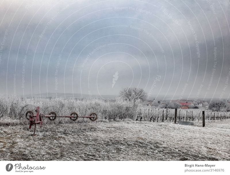 Winterweingärten Natur Landschaft Wetter Eis Frost Schnee Feld Weinberg frieren authentisch kalt natürlich blau grau weiß Einsamkeit Ferne Horizont Idylle