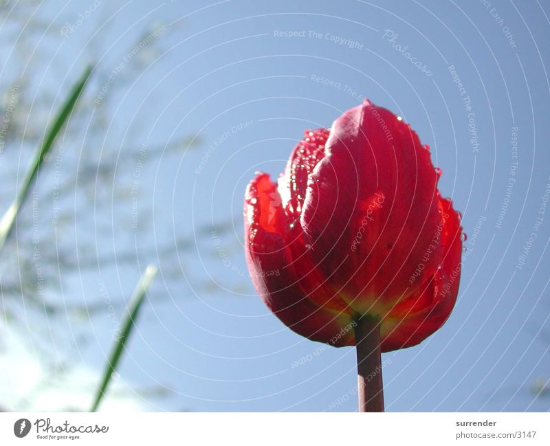 Nach dem Regen Tulpe Blume Seil