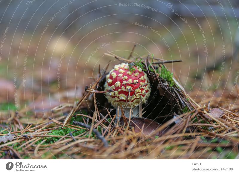 der Fliegenpilz Umwelt Natur Landschaft Pflanze Erde Herbst Moos Pilz Brandenburg Waldboden Farbfoto Außenaufnahme Nahaufnahme Menschenleer Textfreiraum oben