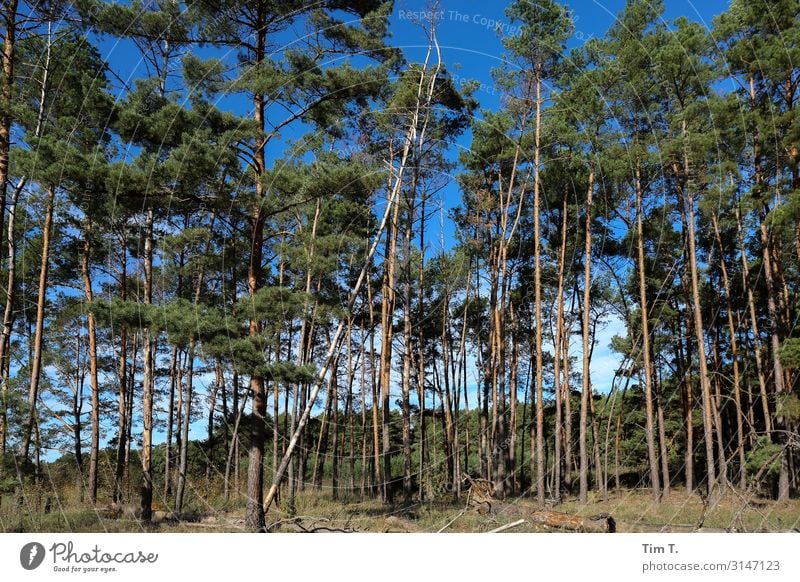 Brandenburg Umwelt Natur Landschaft Pflanze Himmel Herbst Schönes Wetter Baum Wald Umweltschutz Farbfoto Außenaufnahme Menschenleer Morgen Tag